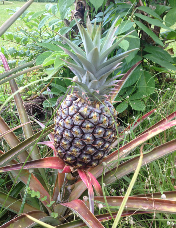 Heavenly Hana Paradise Luaran gambar