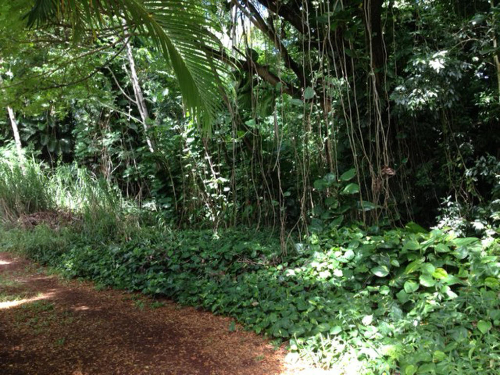 Heavenly Hana Paradise Bilik gambar